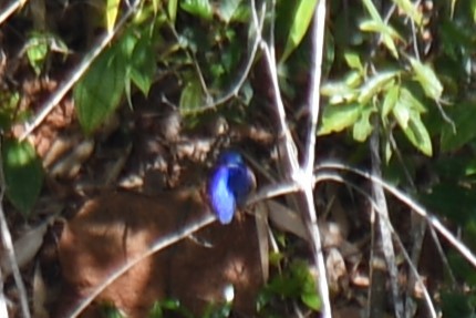 Malagasy Kingfisher - ML613277606