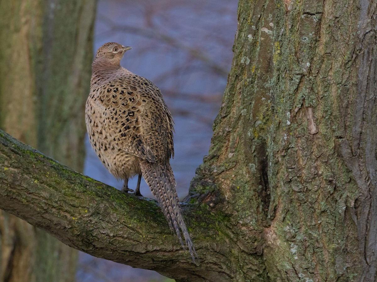 Ring-necked Pheasant - ML613277677