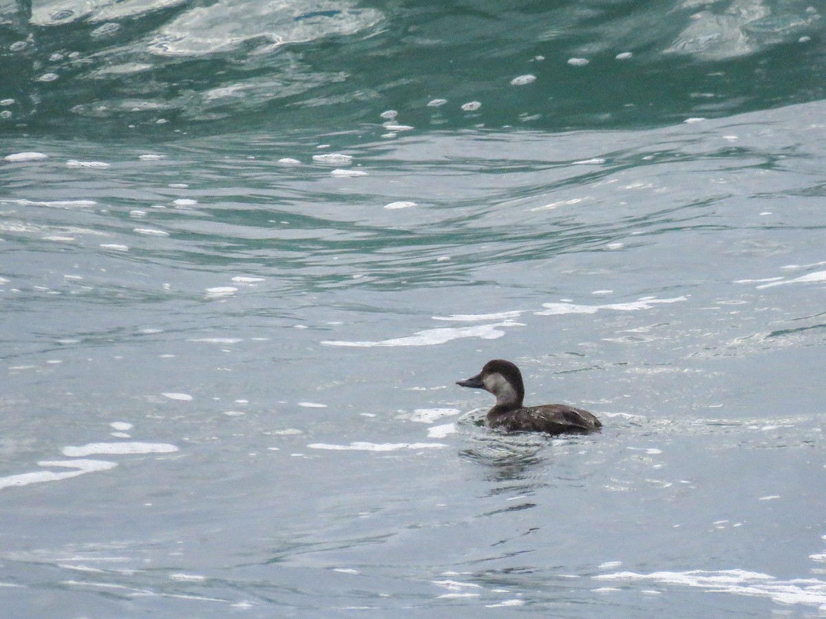 Black Scoter - ML613277691