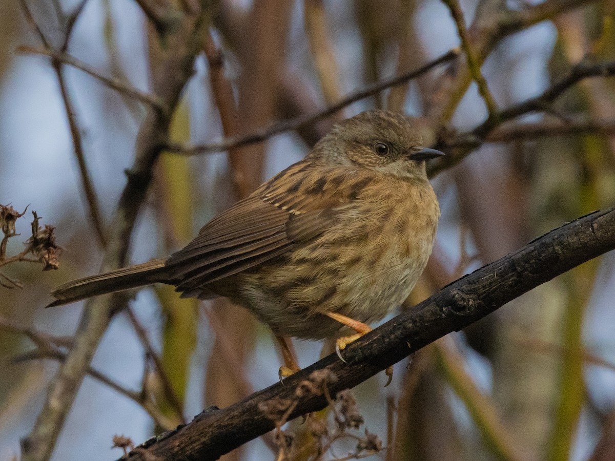 Dunnock - Angus Wilson