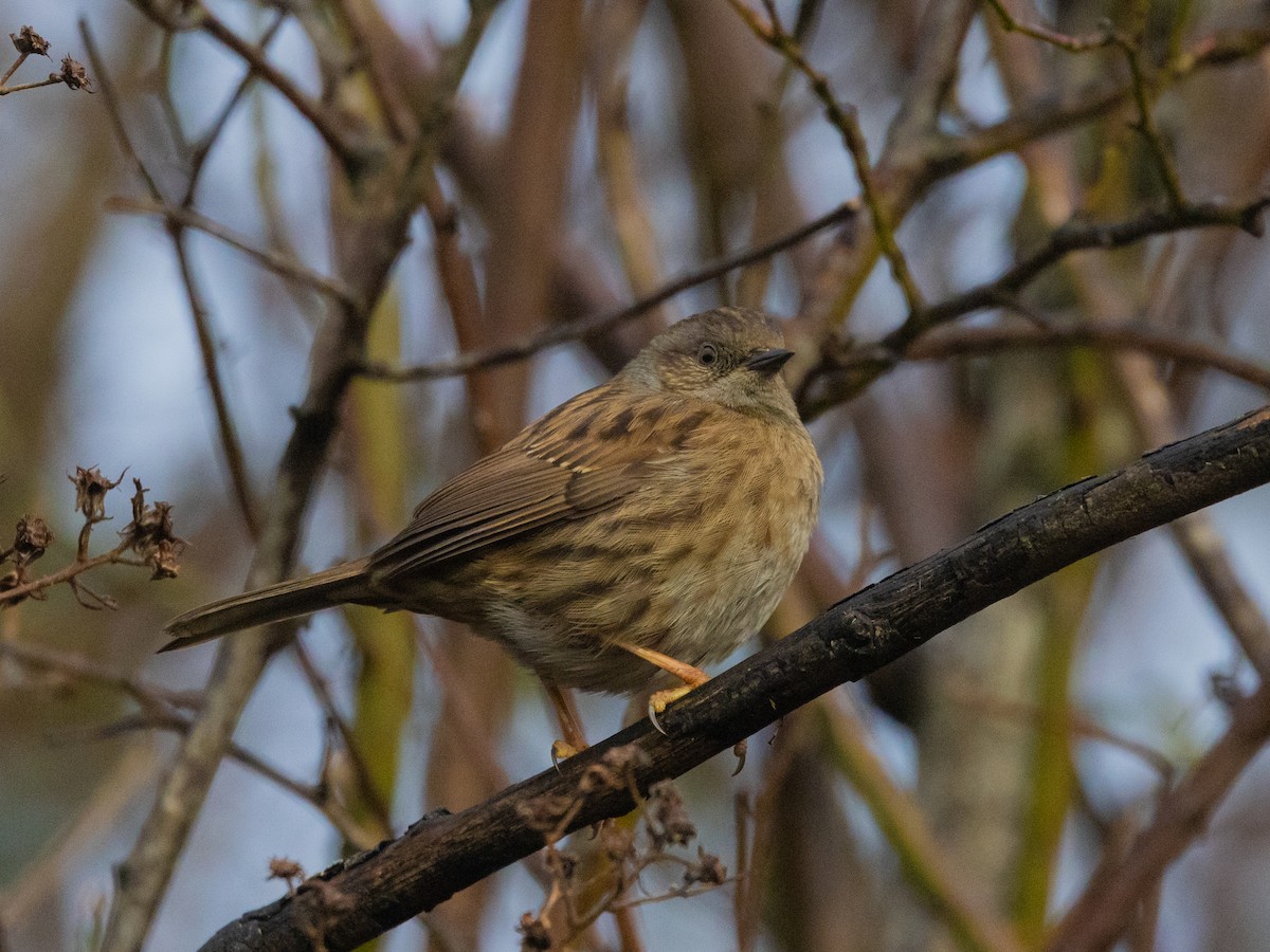 Dunnock - Angus Wilson