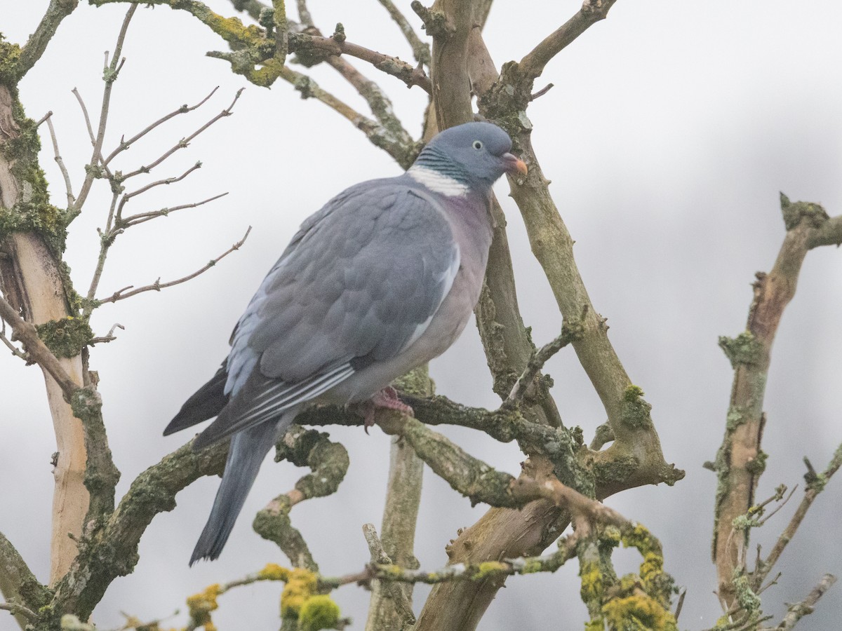 Common Wood-Pigeon - Angus Wilson