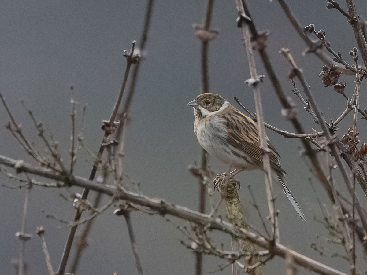 Reed Bunting - Angus Wilson