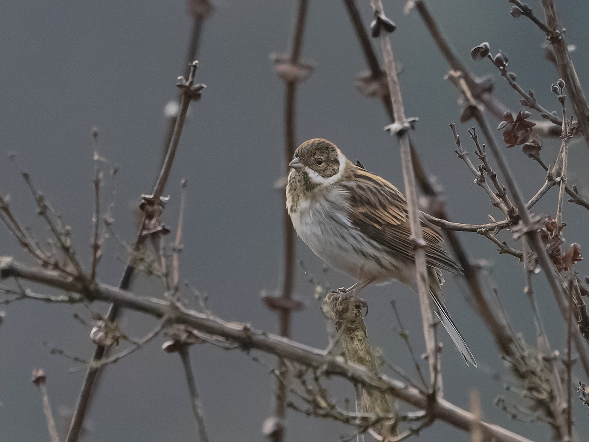 Reed Bunting - Angus Wilson