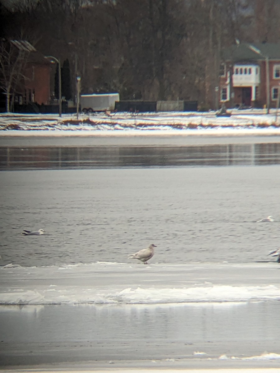 Iceland Gull - ML613277738