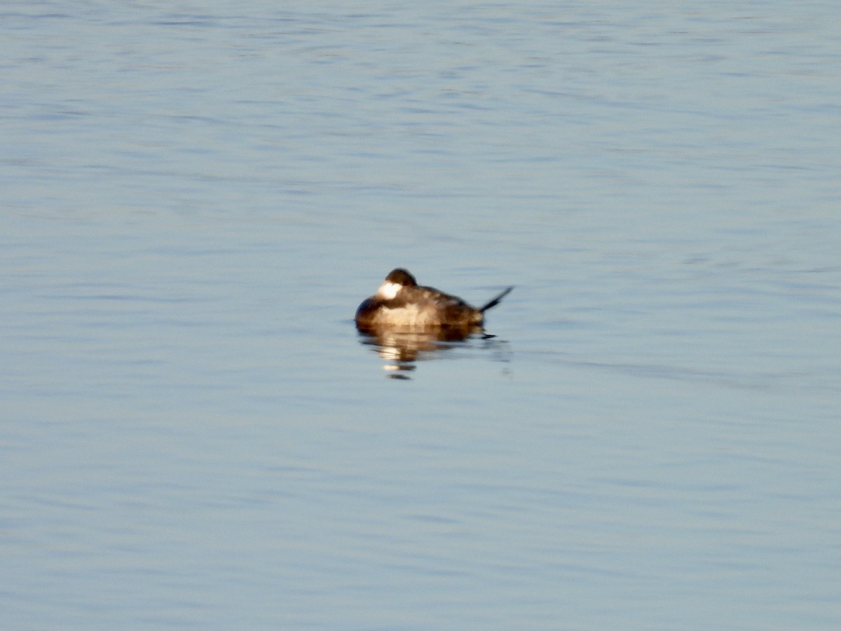 Ruddy Duck - ML613277747