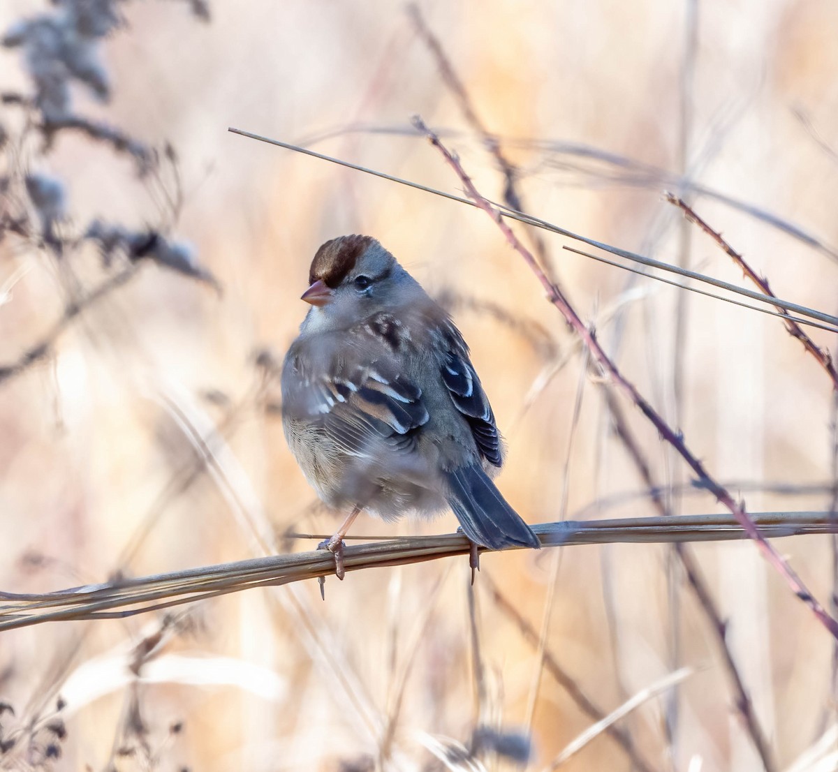 White-crowned Sparrow - ML613277753