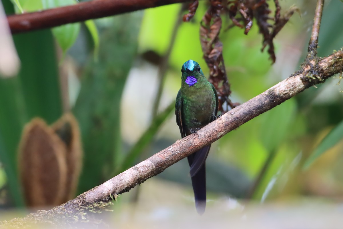 Violet-tailed Sylph - ML613277756