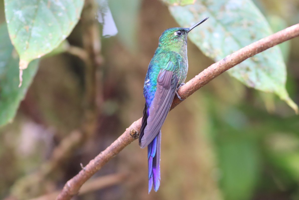 Violet-tailed Sylph - Thomas Plath