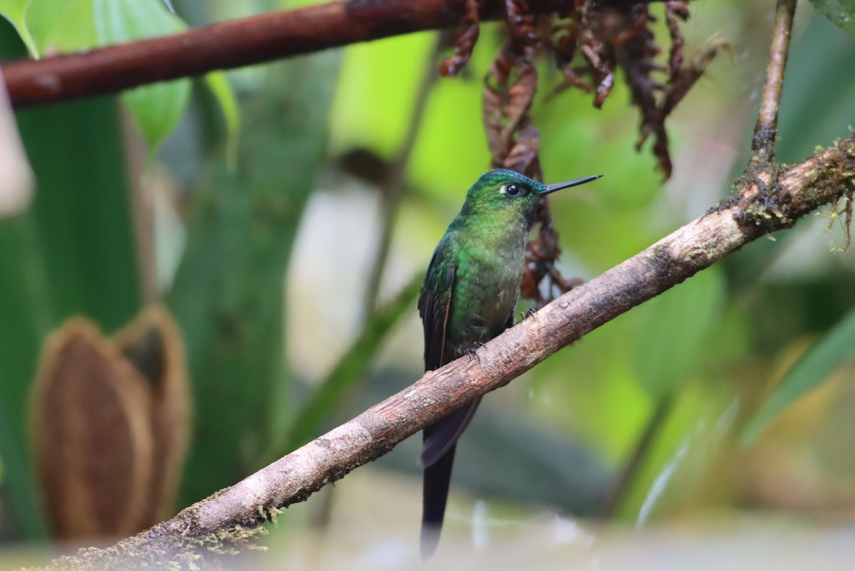 Violet-tailed Sylph - ML613277758