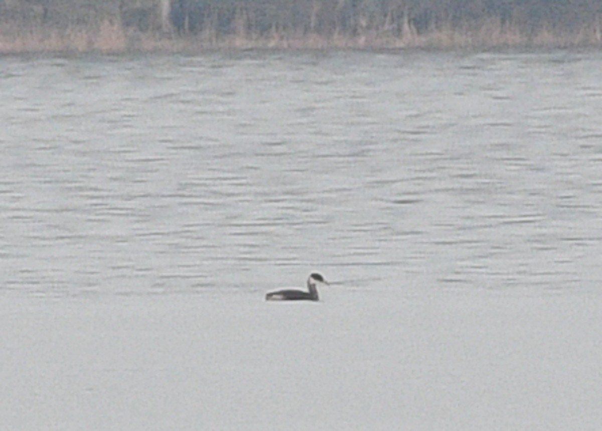 Rothalstaucher - ML613277762