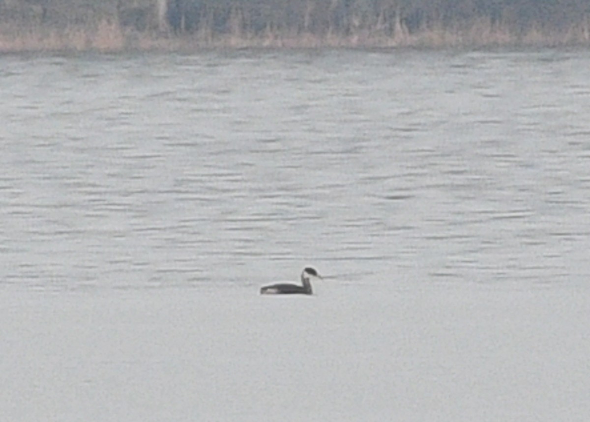 Red-necked Grebe - Don Keffer