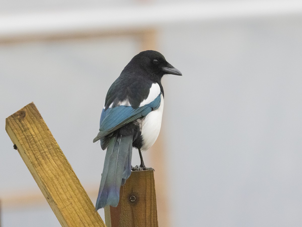 Eurasian Magpie - Angus Wilson