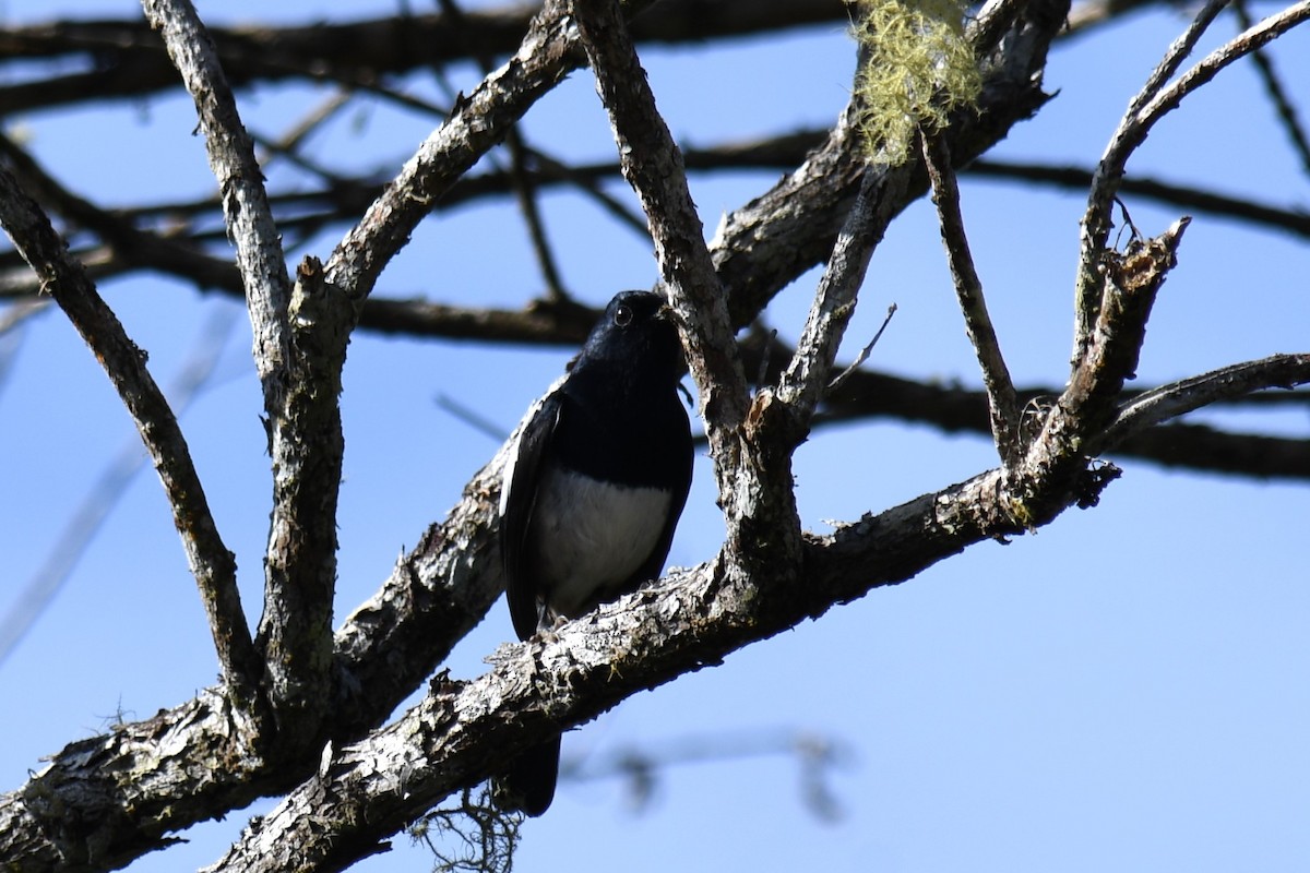 Madagascar Magpie-Robin (White-winged) - ML613277826