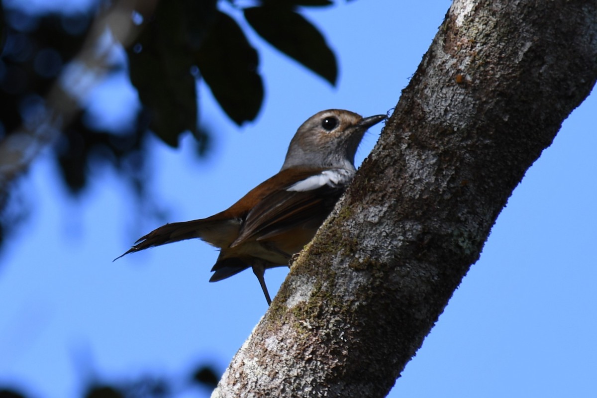 Madagascar Magpie-Robin (White-winged) - ML613277827