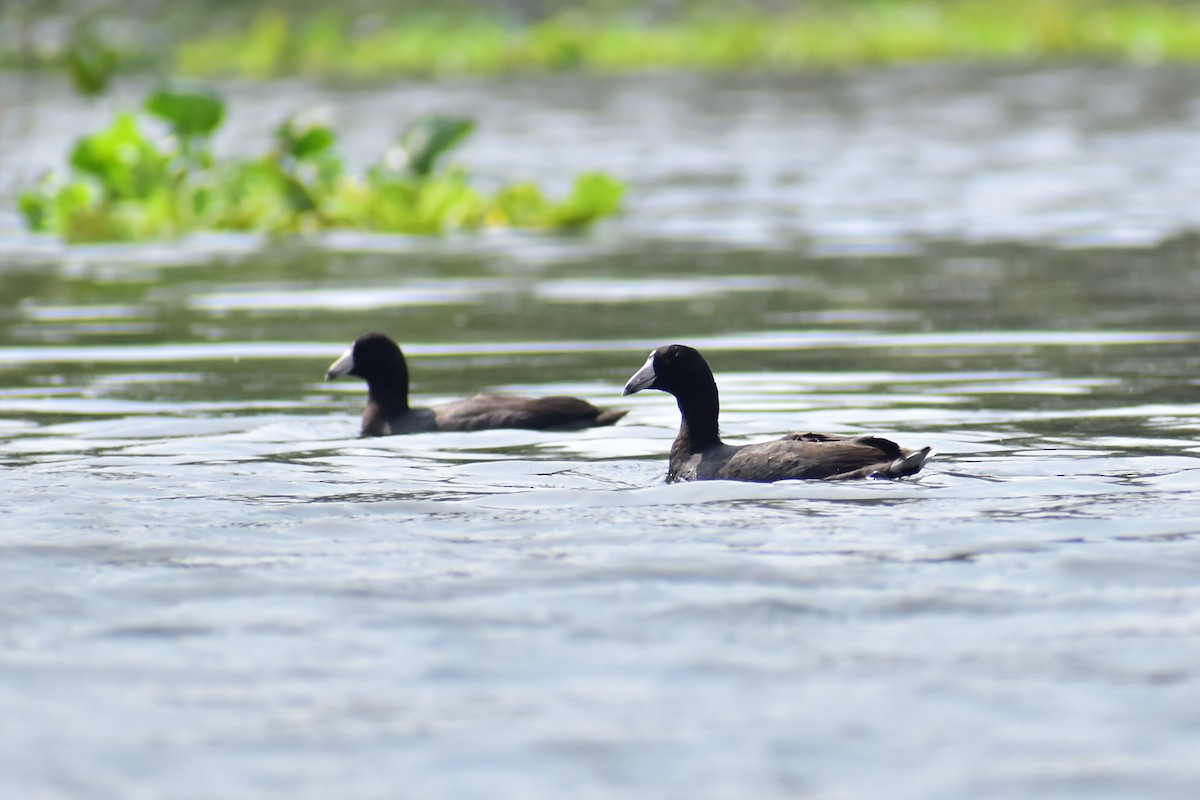 American Coot - ML613277864