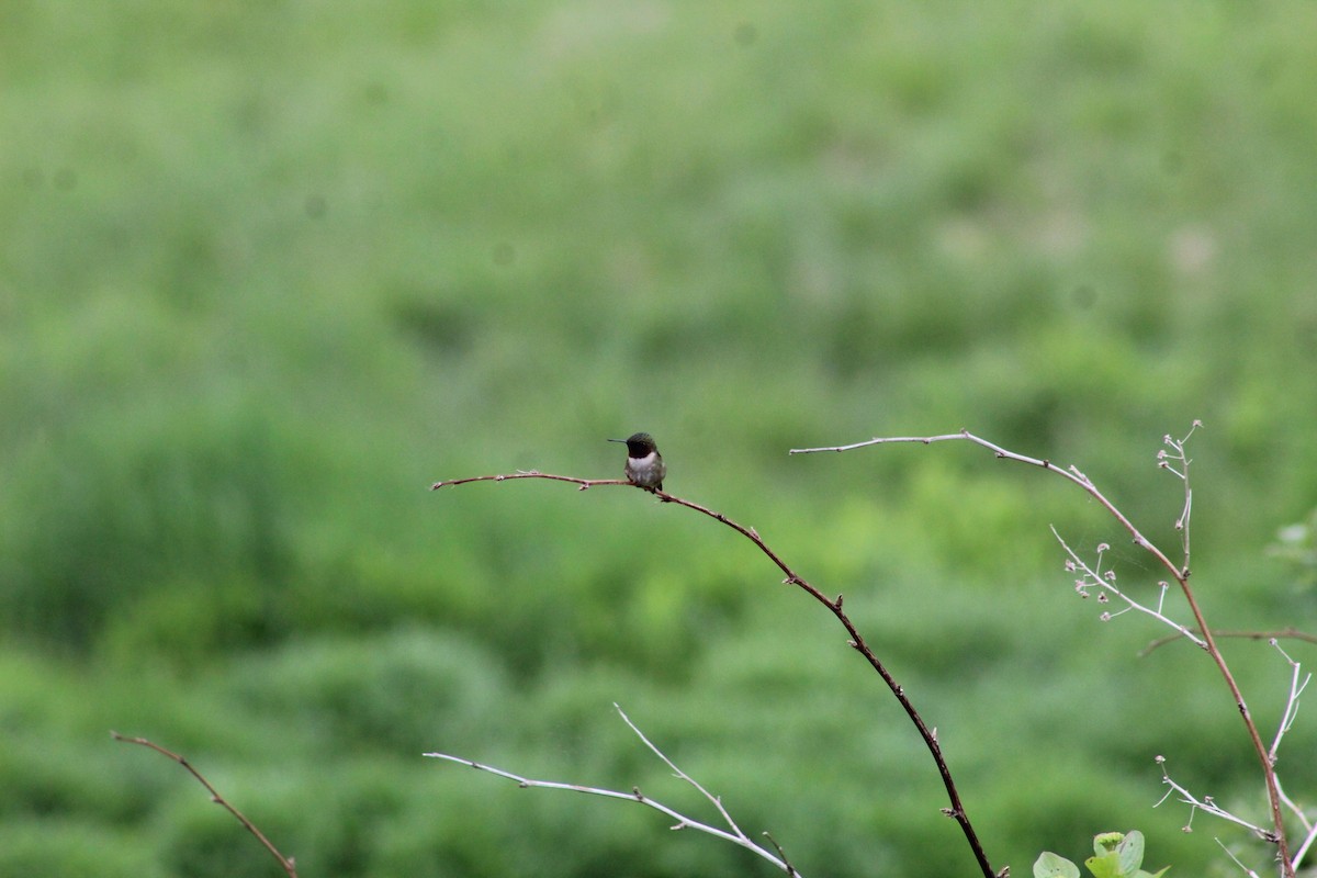 Ruby-throated Hummingbird - Julia Cameron