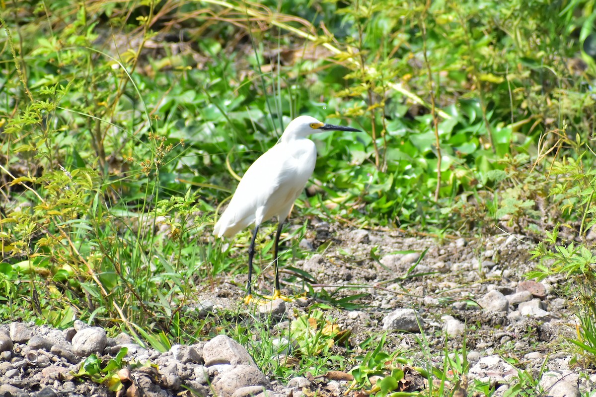 Snowy Egret - Daniel Juarez