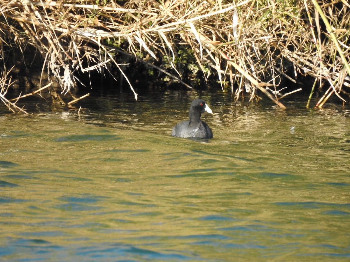 American Coot - ML613277972