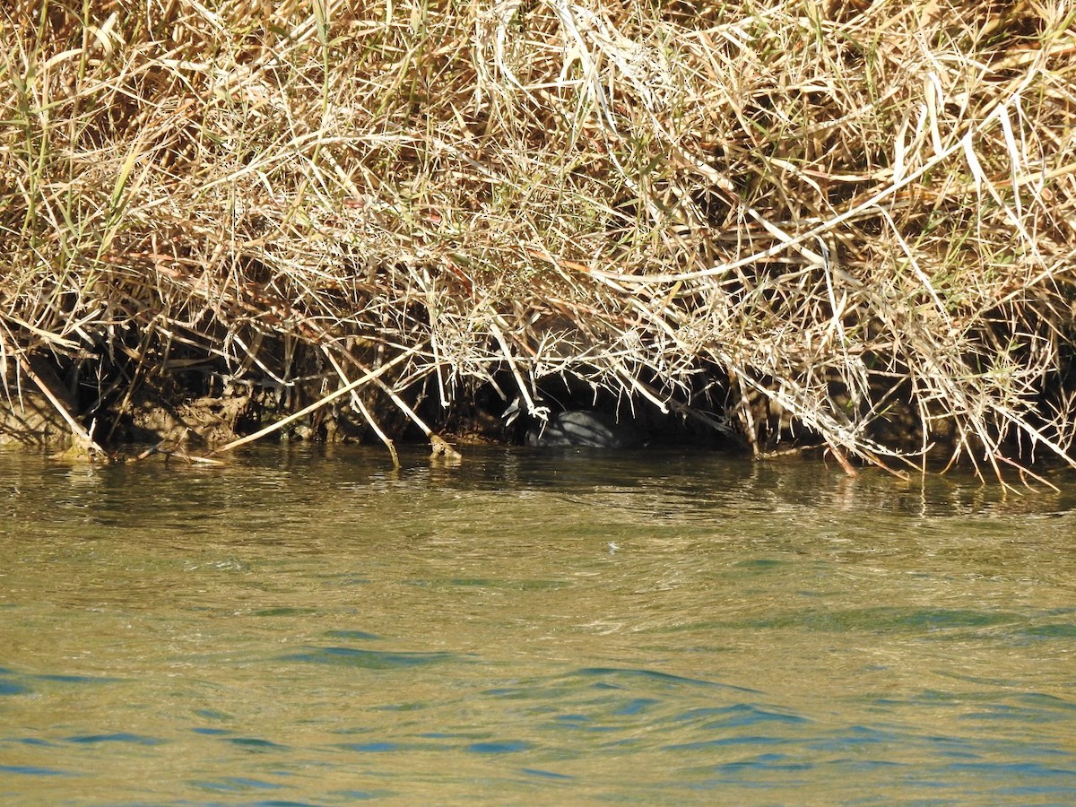 American Coot - ML613277973