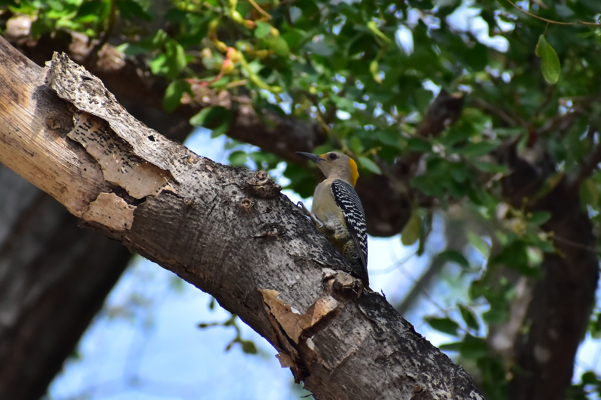 Golden-fronted Woodpecker - Daniel Juarez