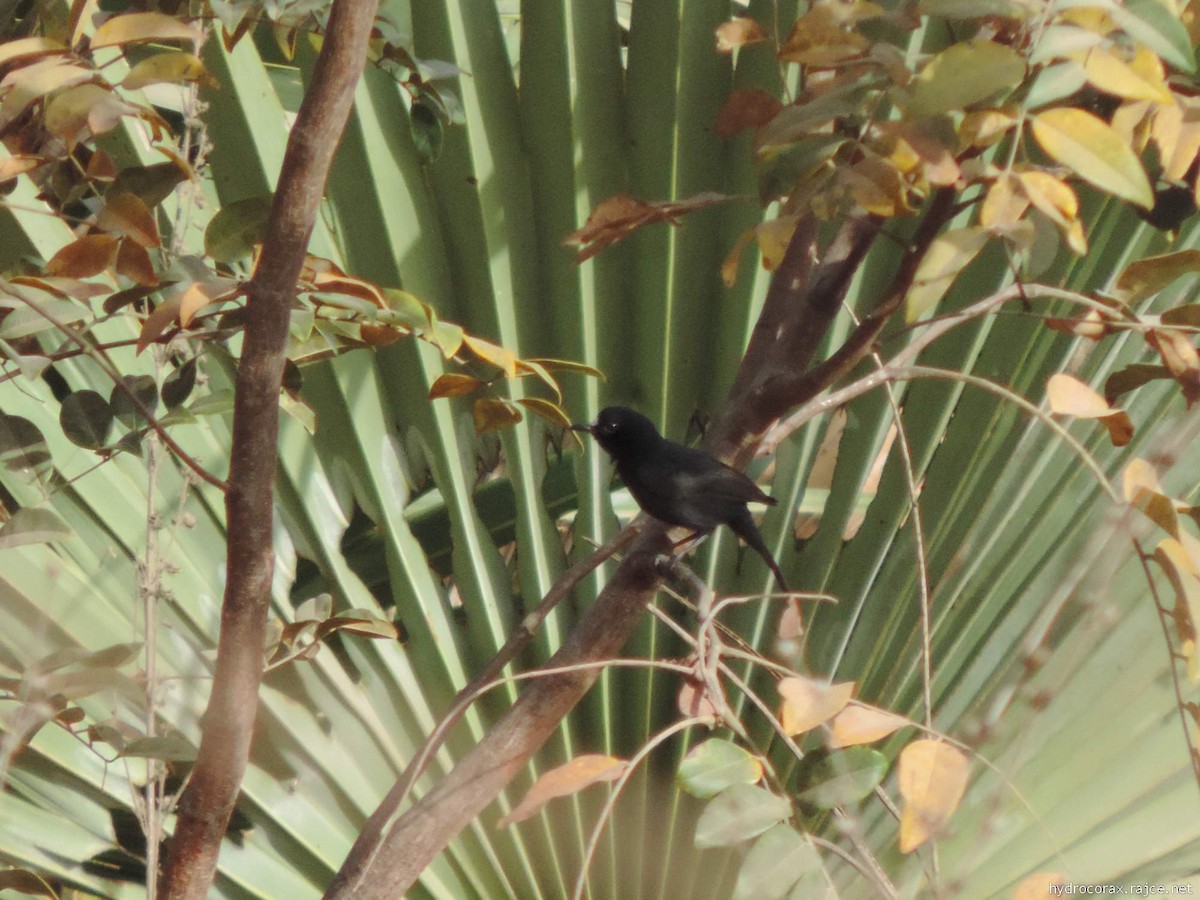 White-fronted Black-Chat - Radek Nesvačil