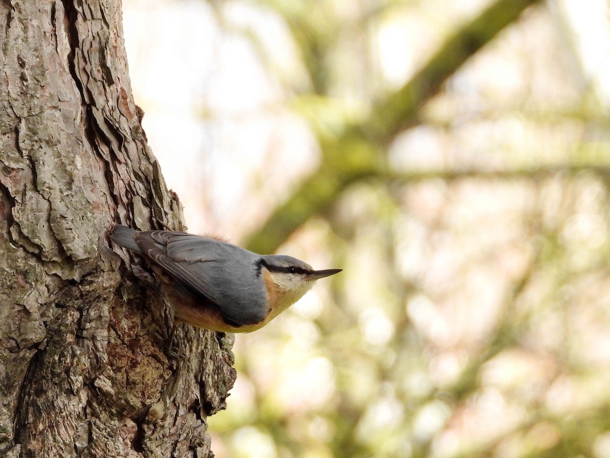 Eurasian Nuthatch - ML613278232