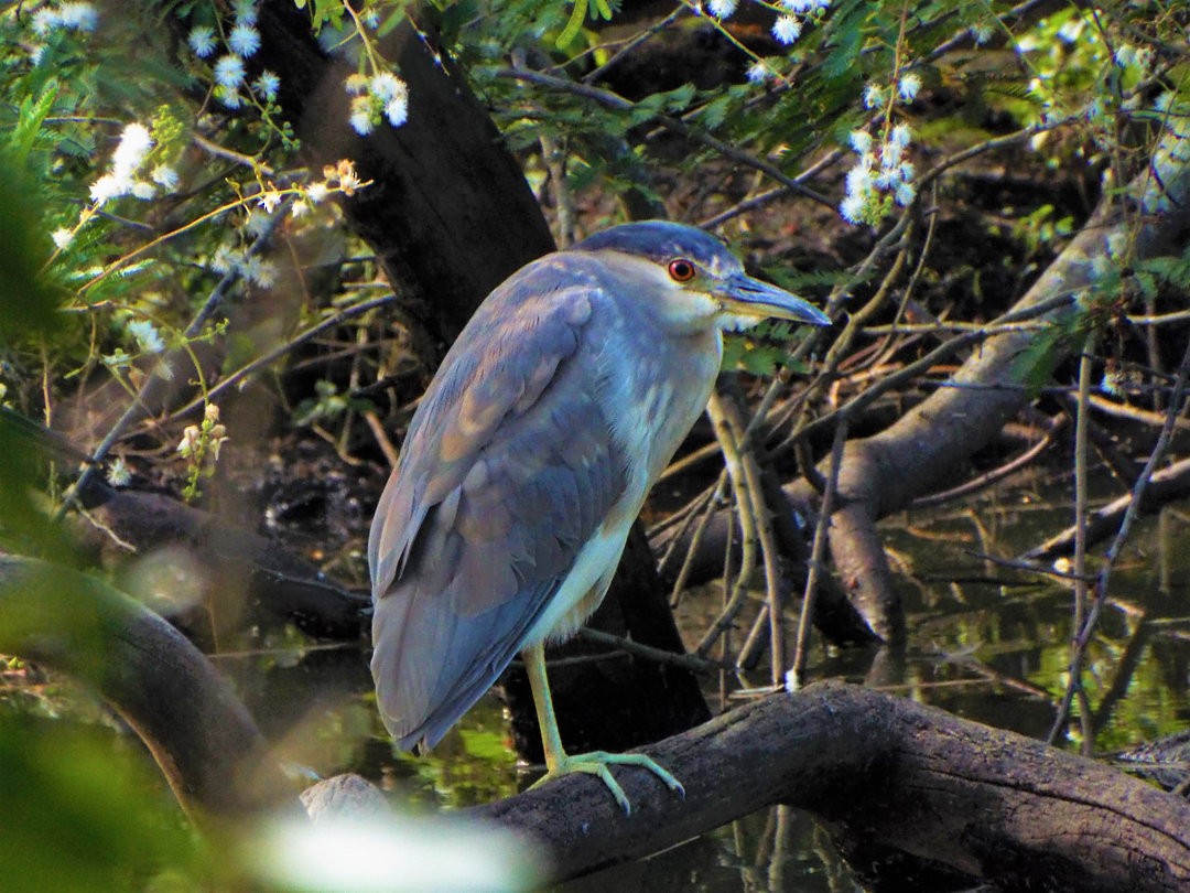 Black-crowned Night Heron - Henrique Heidi Horiyshi