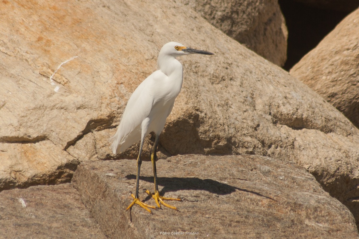 Snowy Egret - ML613278277