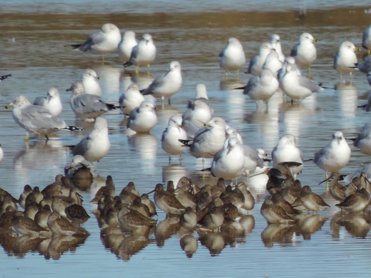 Short-billed/Long-billed Dowitcher - ML613278358