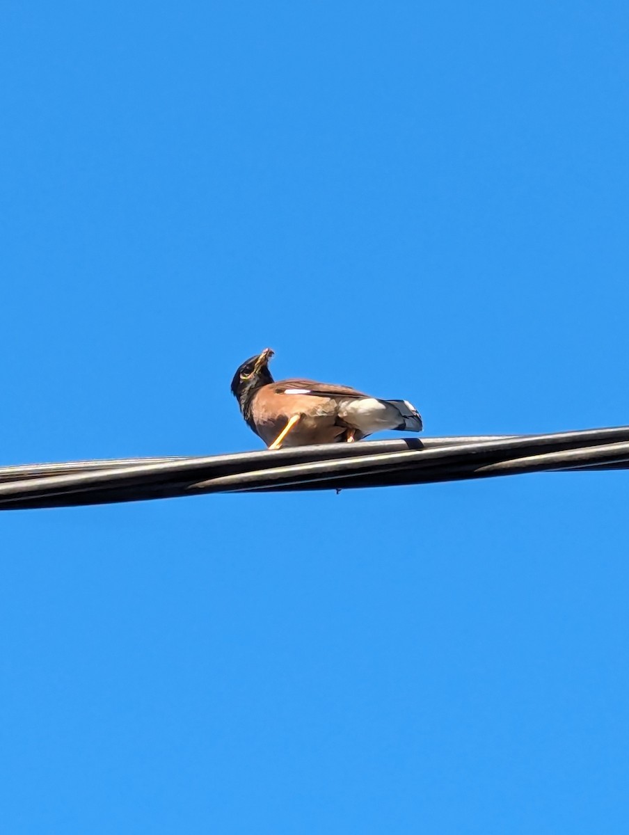 Common Myna - Gabriel da Silva