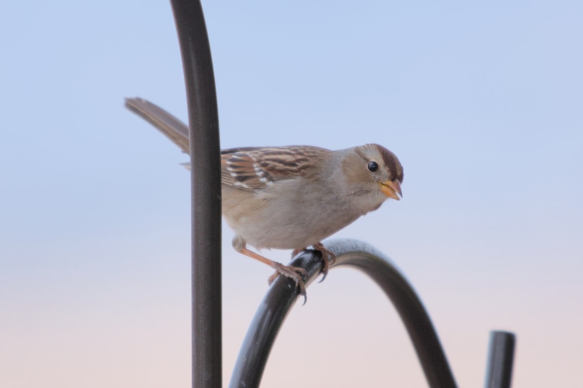 White-crowned Sparrow - Cat Zoroark