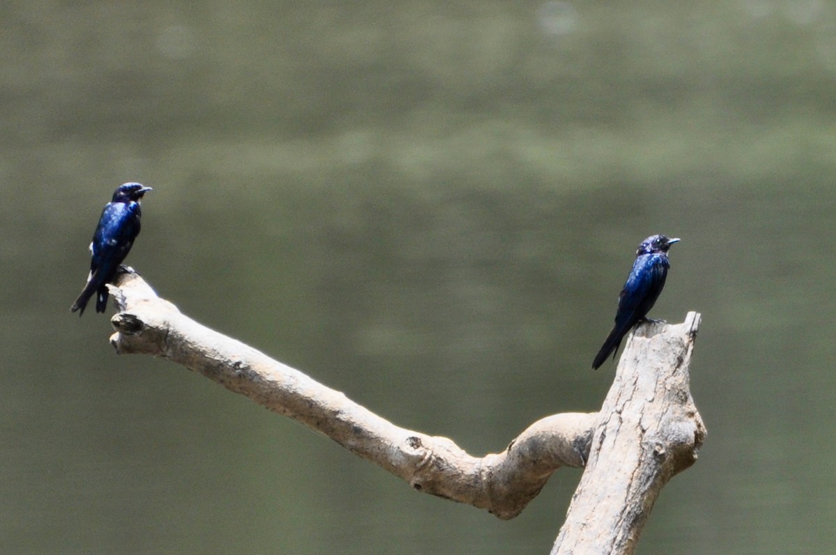 White-throated Blue Swallow - Vincent Létourneau
