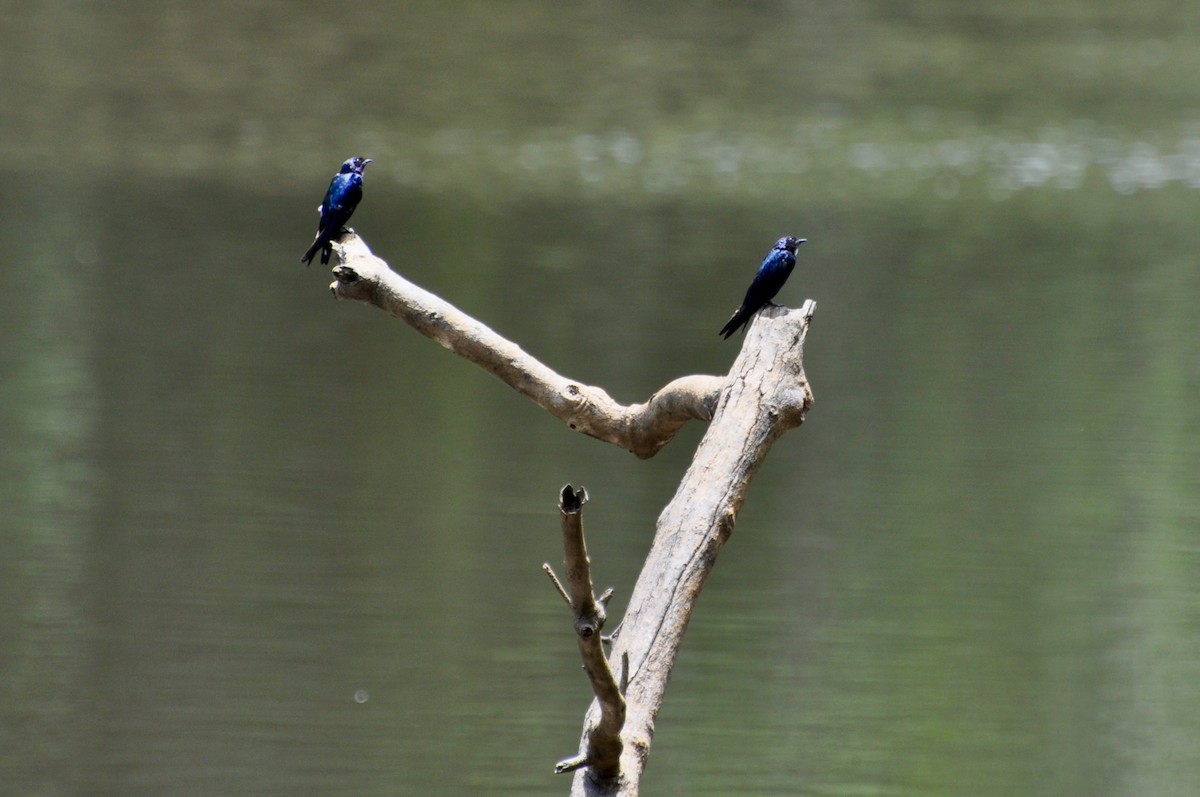 White-throated Blue Swallow - Vincent Létourneau