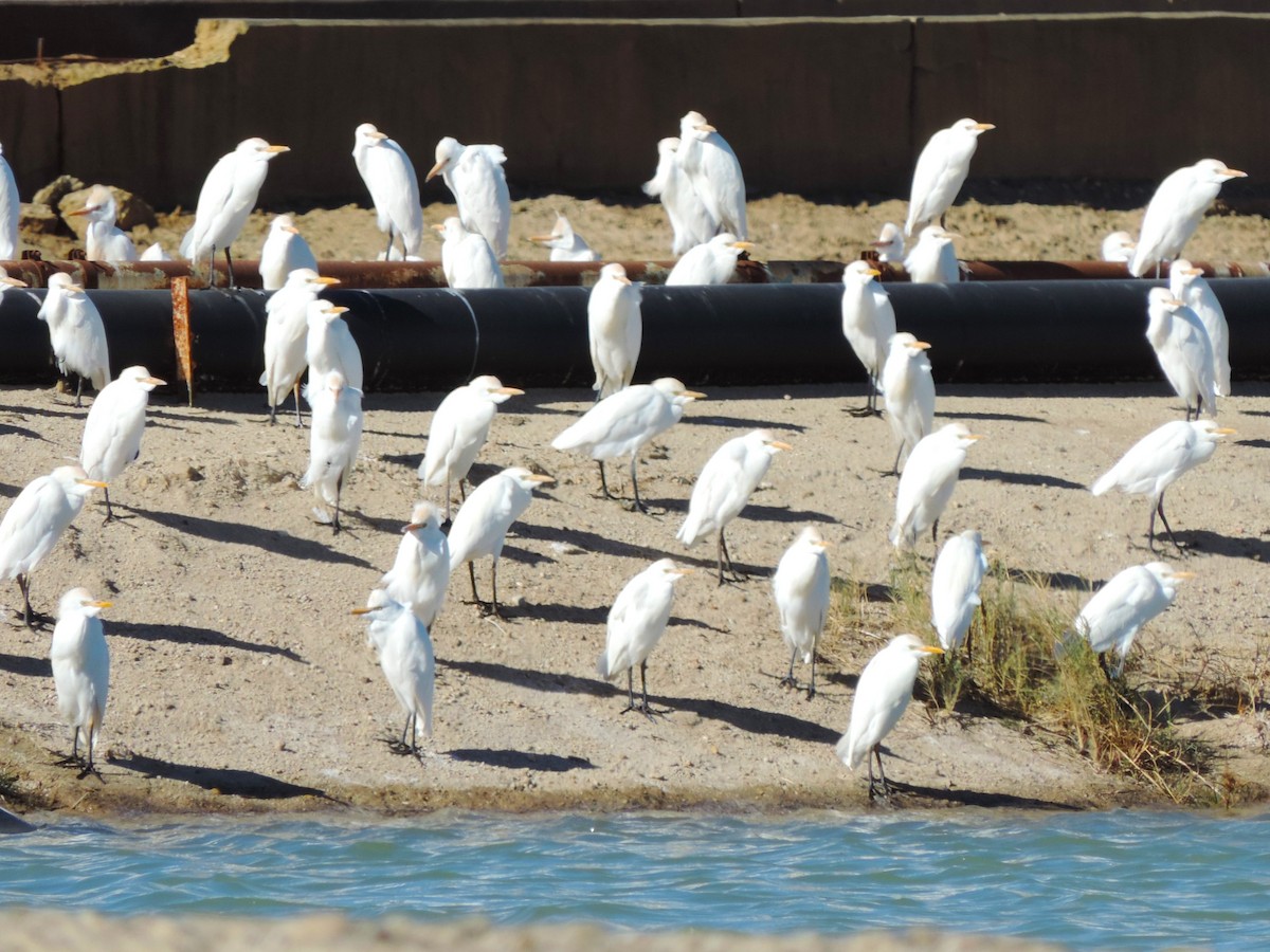 Western Cattle Egret - ML613278434