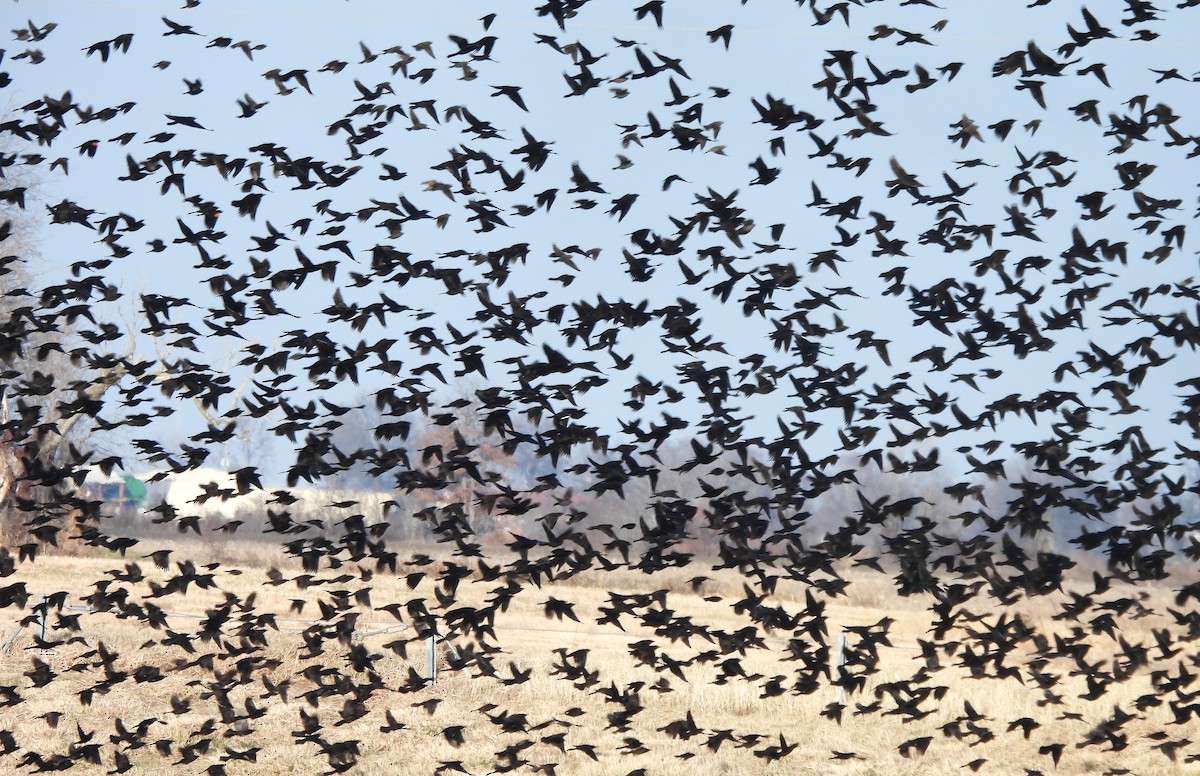 Common Grackle - ML613278477