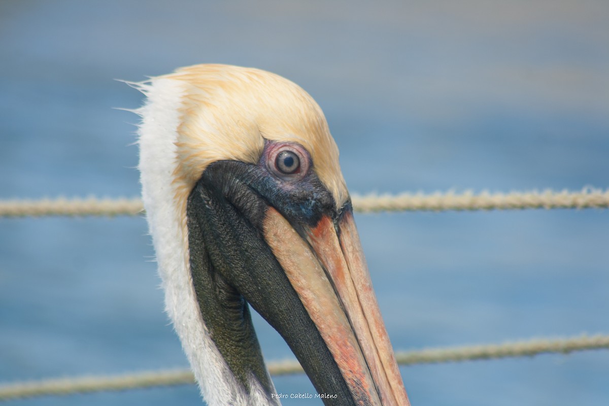 Brown Pelican - ML613278555