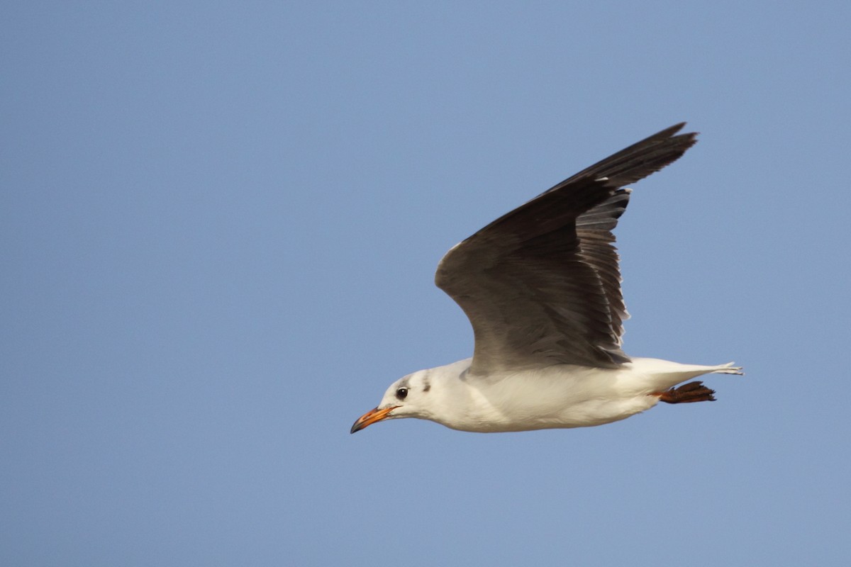 Gray-hooded Gull - ML613278680