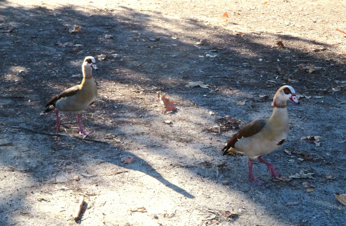 Egyptian Goose - ML613278695