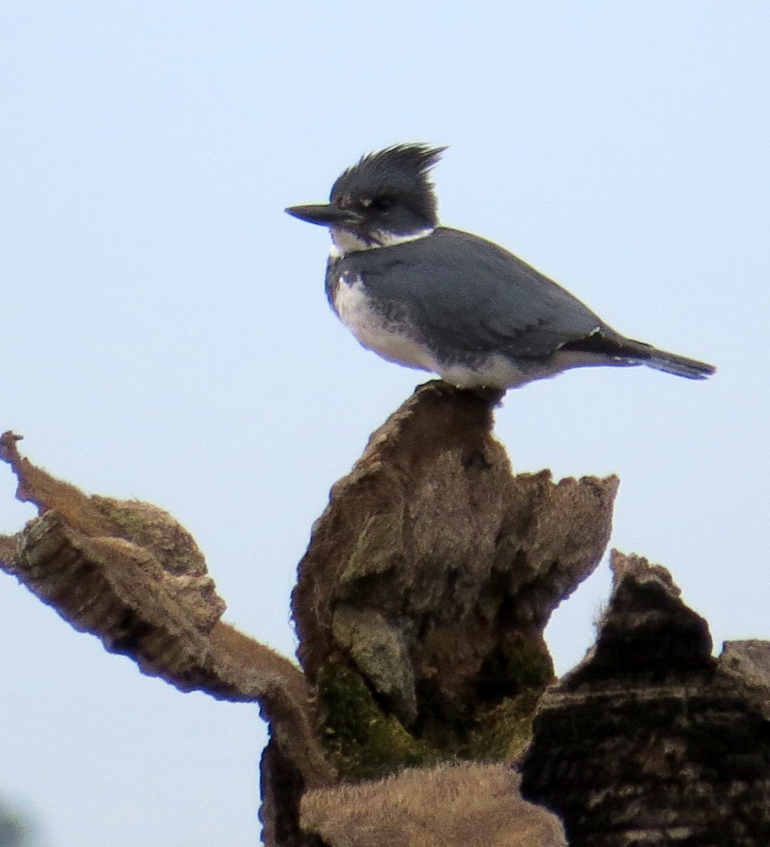 Belted Kingfisher - ML613278722