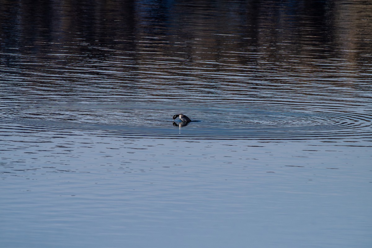 Bufflehead - ML613278726