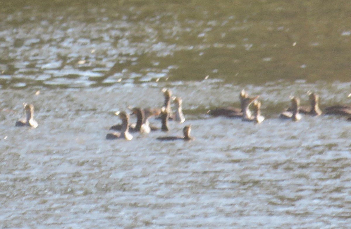 Cormorán Biguá - ML613278739