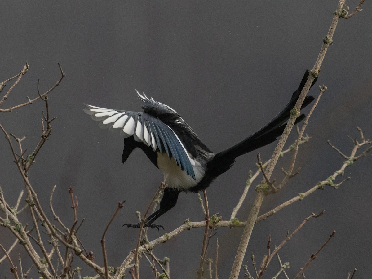 Eurasian Magpie - Angus Wilson