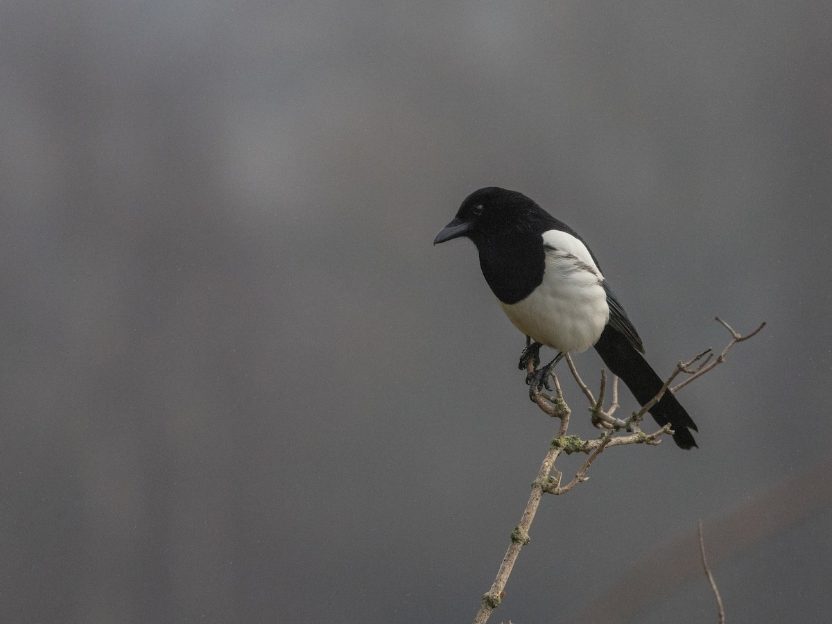 Eurasian Magpie - Angus Wilson