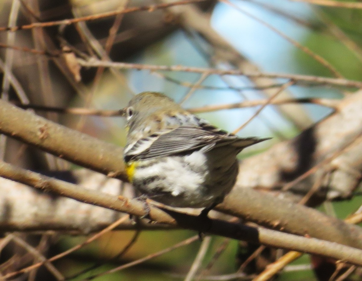 Yellow-rumped Warbler (Audubon's) - Bob Packard