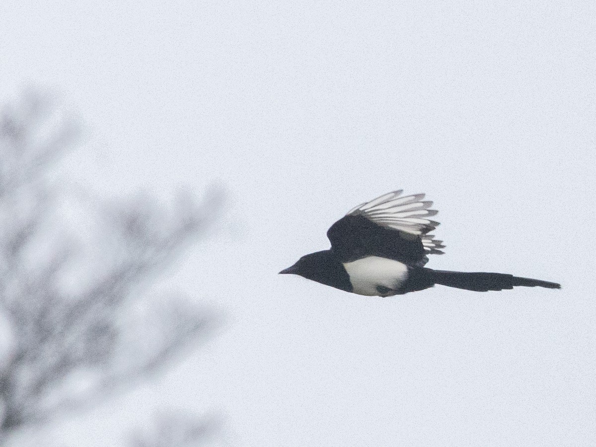 Eurasian Magpie - Angus Wilson