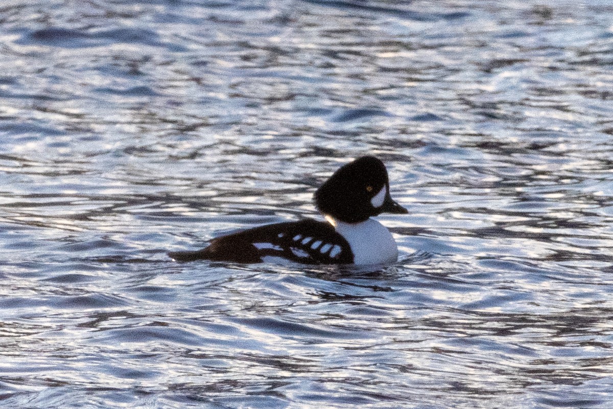 Barrow's Goldeneye - ML613278782