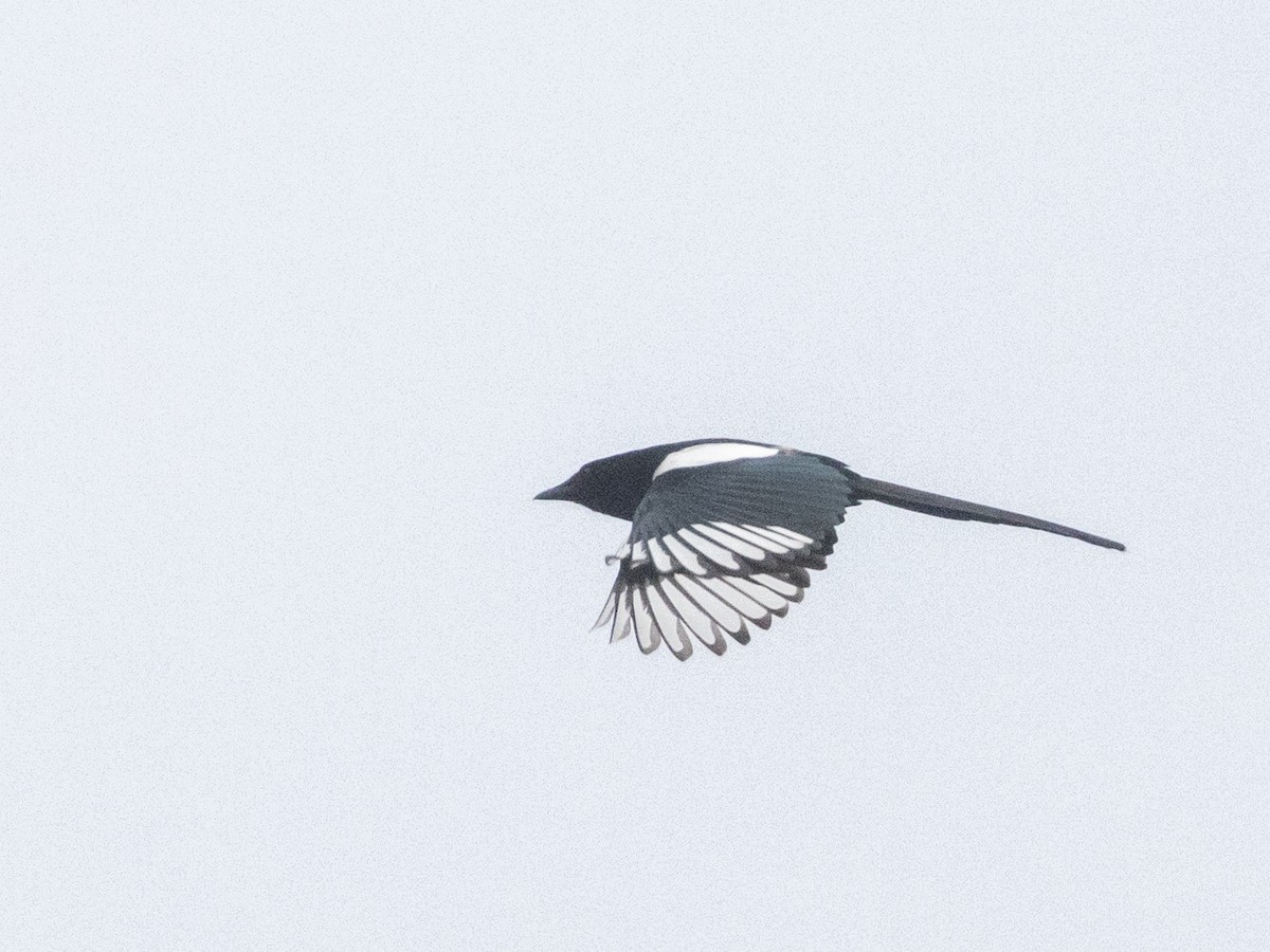 Eurasian Magpie - ML613278802