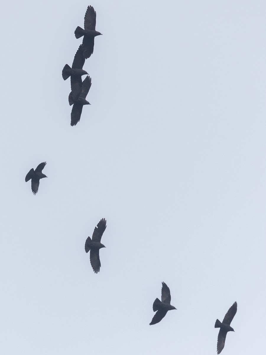 Eurasian Jackdaw - Angus Wilson