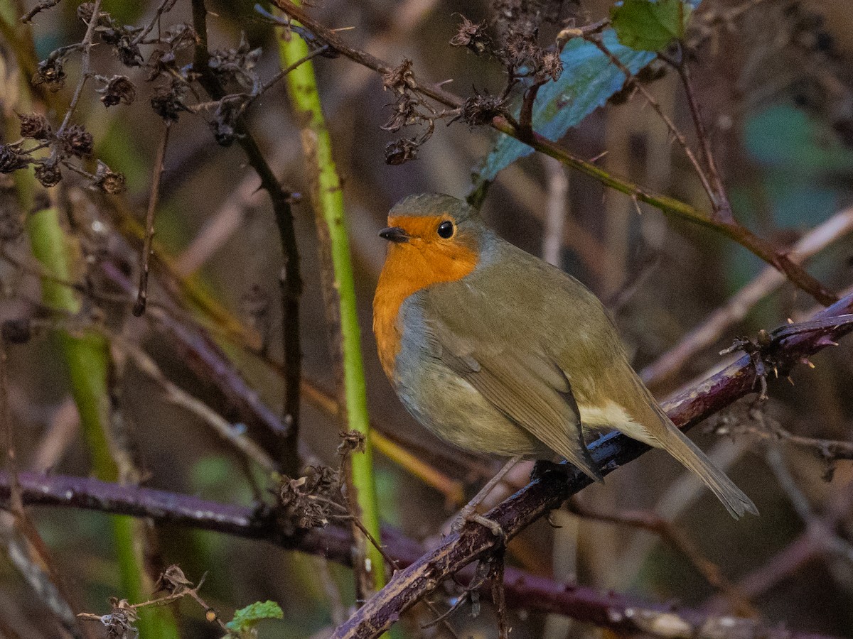 European Robin - Angus Wilson